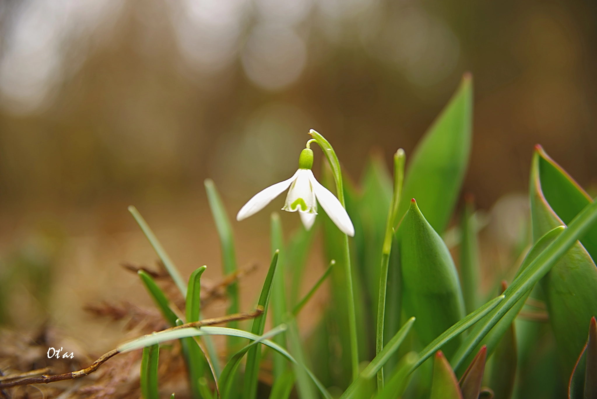 Pentax K-1 sample photo. Snowdrop photography