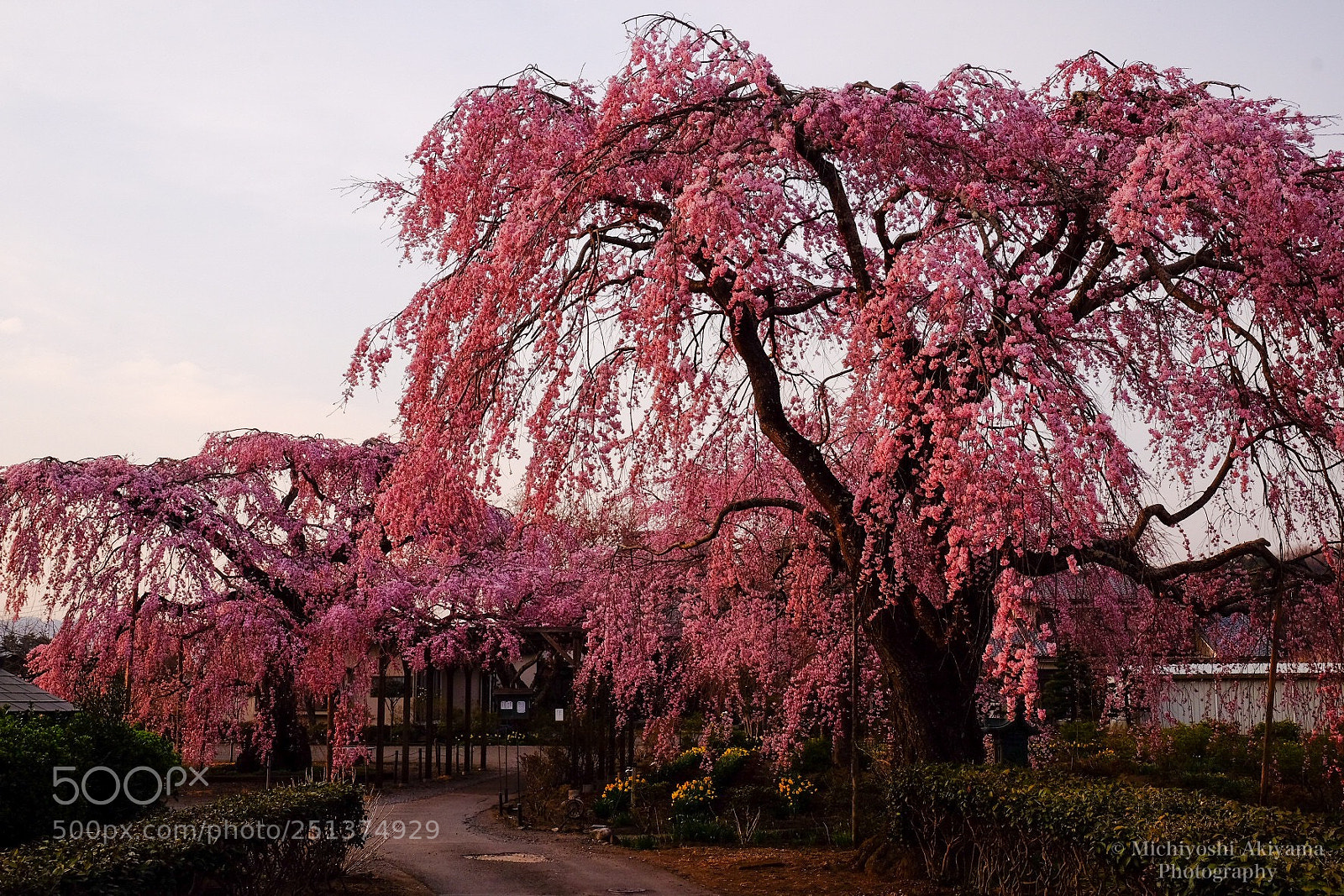 Fujifilm X-T1 sample photo. Chofuku-ji weeping cherry blossoms. photography