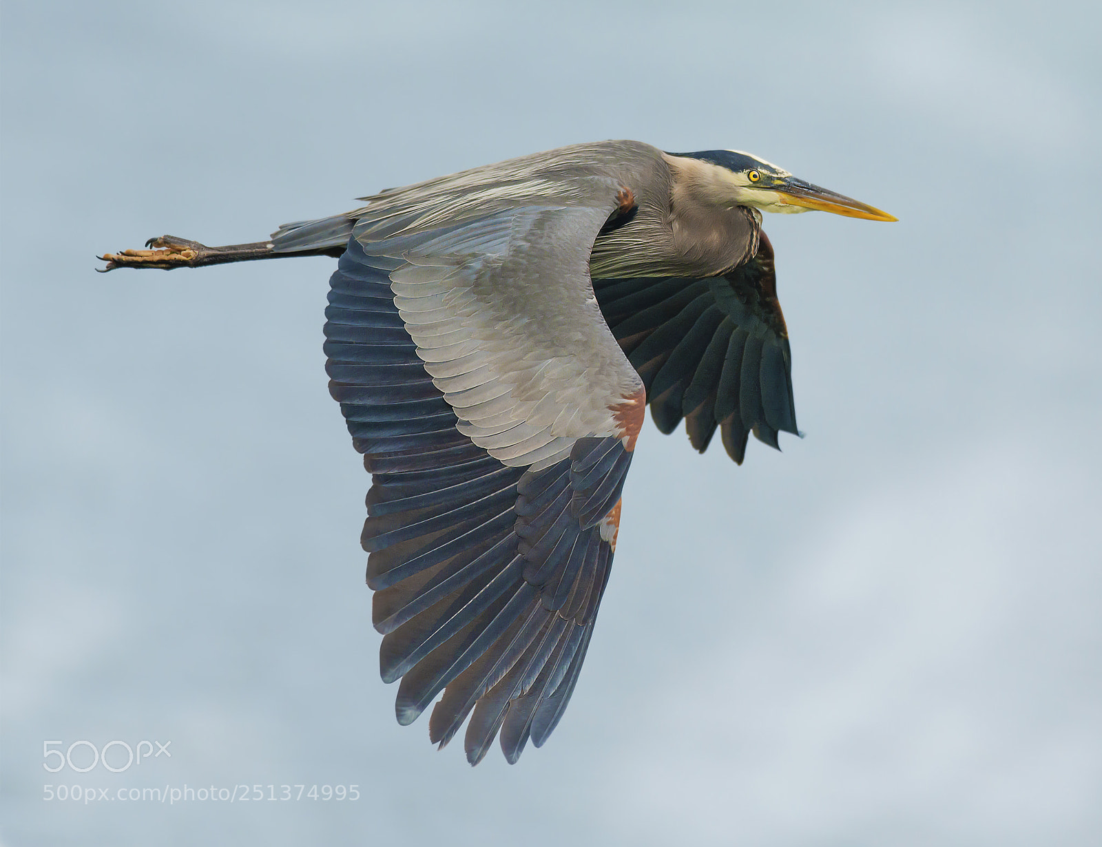 Nikon D800E sample photo. Great blue heron photography