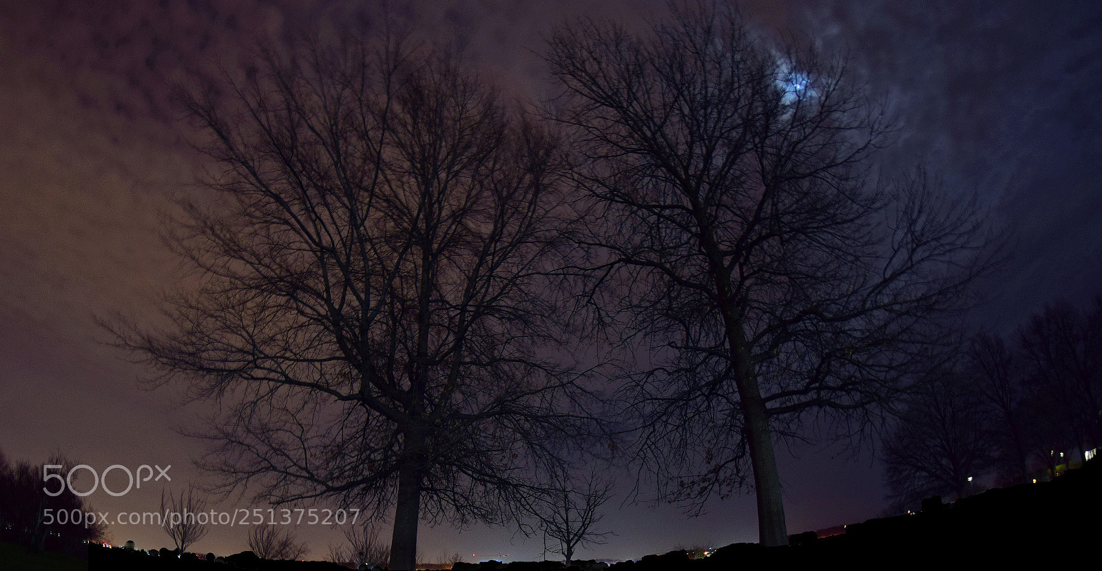 Nikon D5300 sample photo. Eerie evergreens ii photography