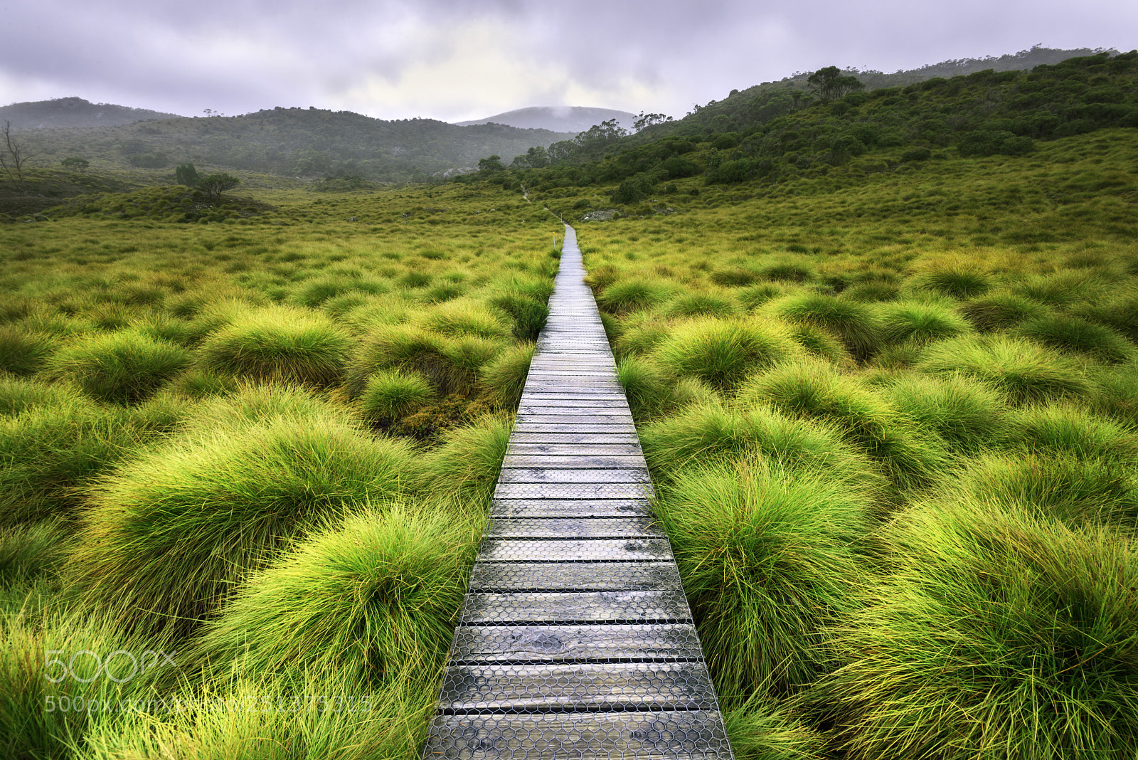 Nikon D810 sample photo. Morning walk photography