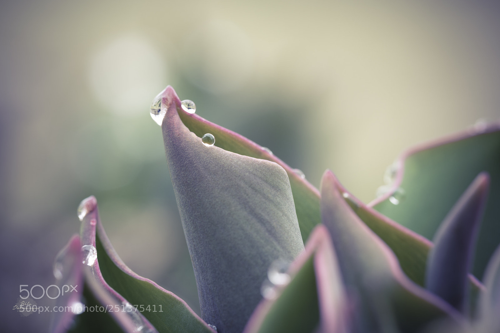 Nikon D810 sample photo. Soft illusions photography