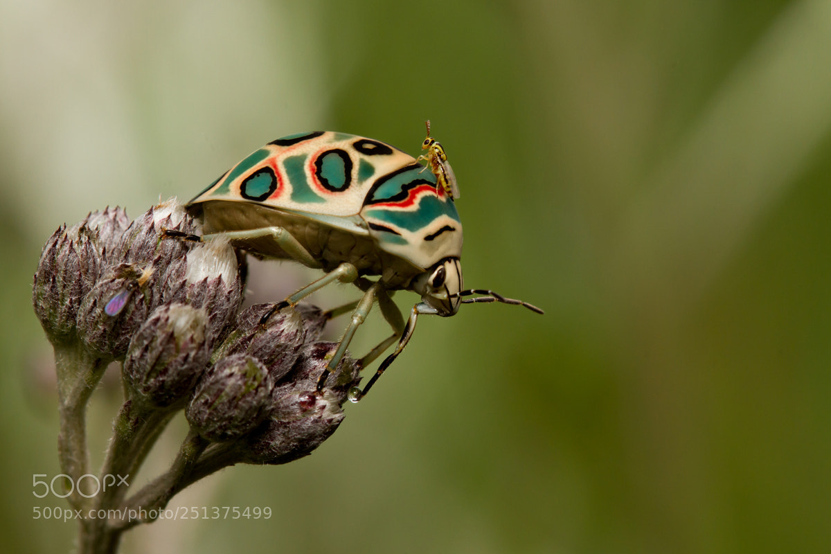 Canon EOS 7D sample photo. Picasso bug with visitor photography