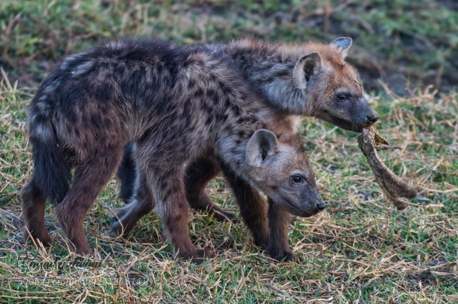Nikon D500 sample photo. Hungry hyena cubs photography