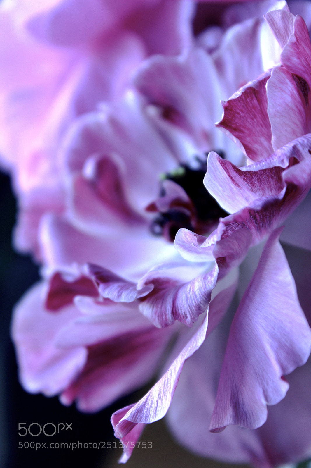 Canon EOS 600D (Rebel EOS T3i / EOS Kiss X5) sample photo. Pink petals photography