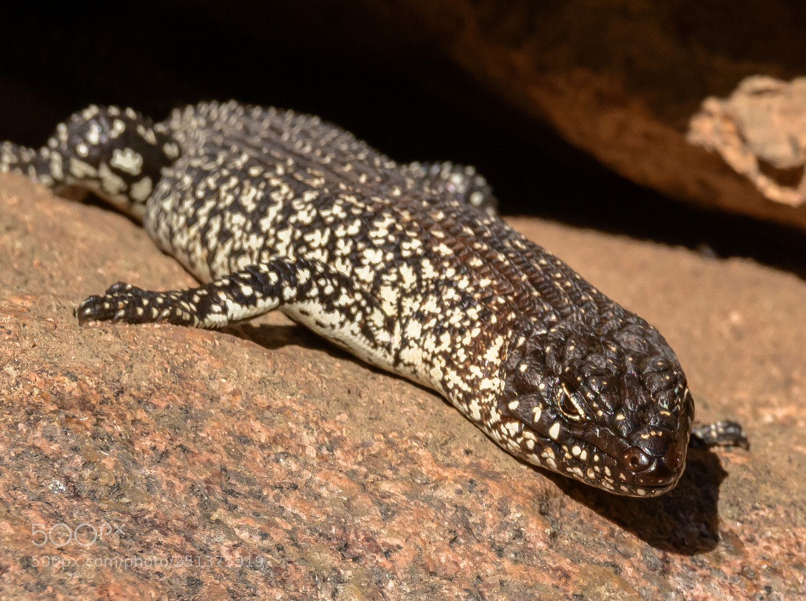 Nikon D7500 sample photo. Cunninghams skink photography