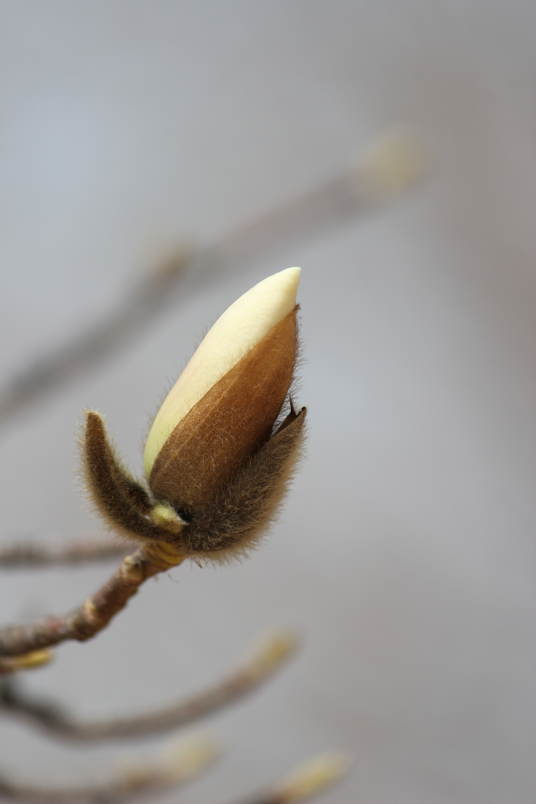 Canon EF-S 55-250mm F4-5.6 IS sample photo. Magnolia kobus photography