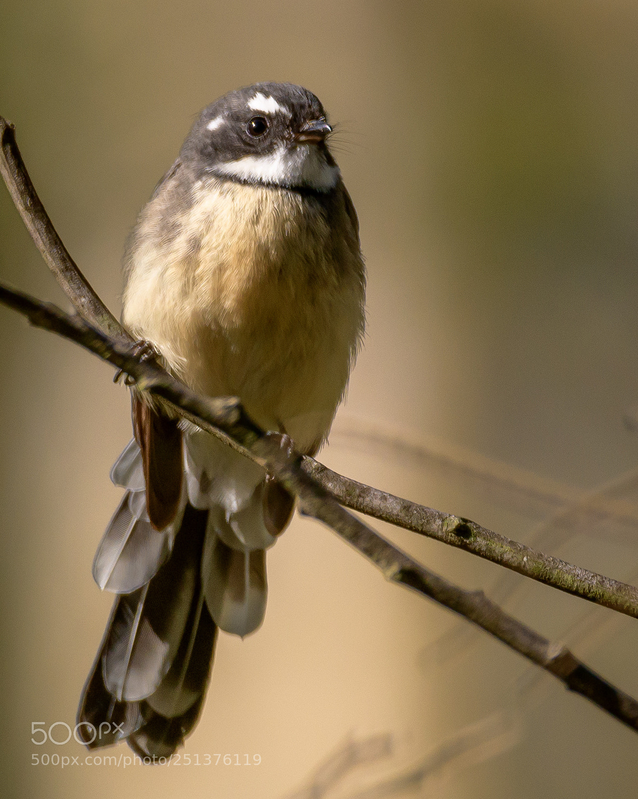 Nikon D7500 sample photo. Grey fantail photography