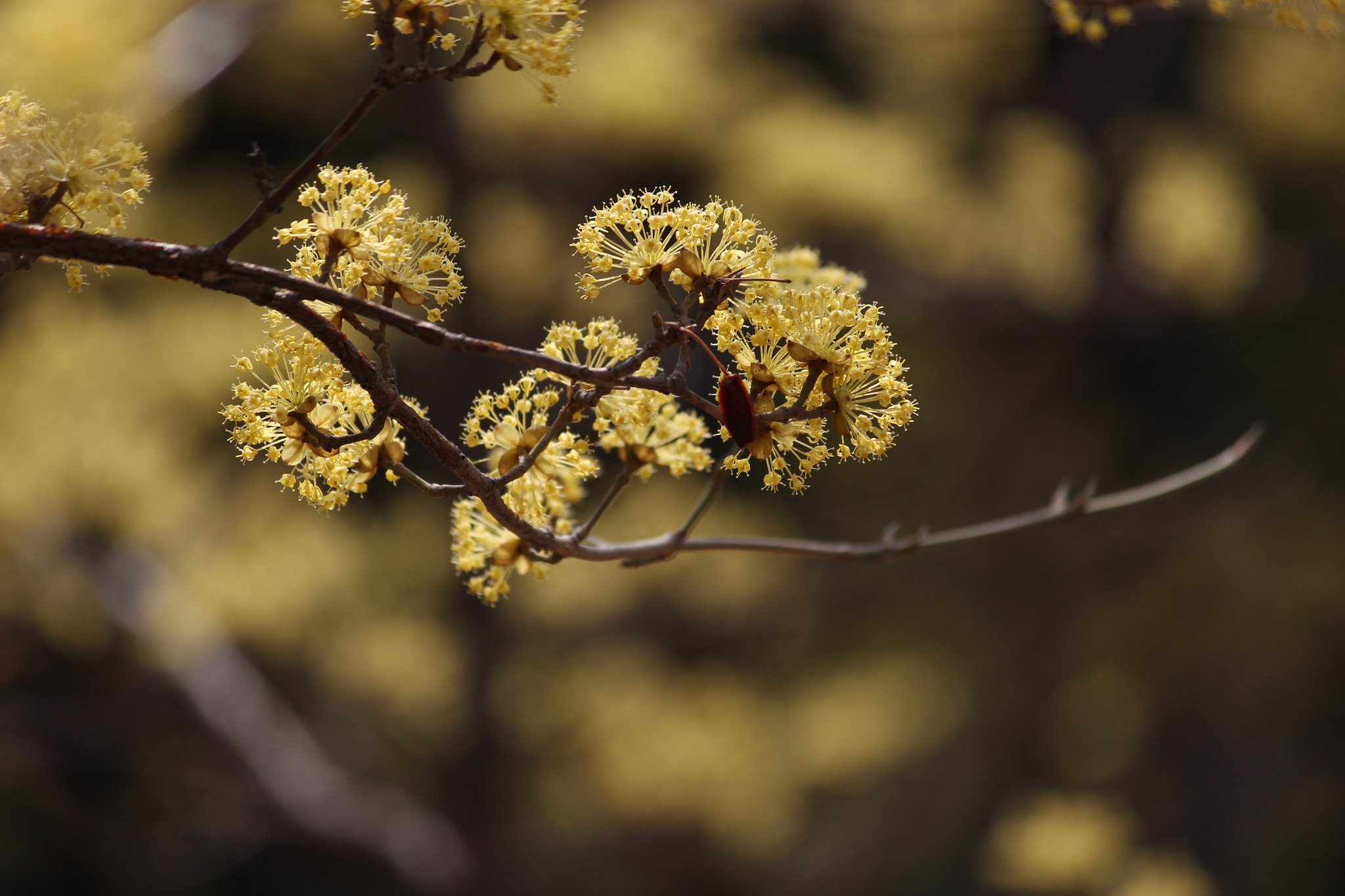 Canon EF-S 55-250mm F4-5.6 IS sample photo