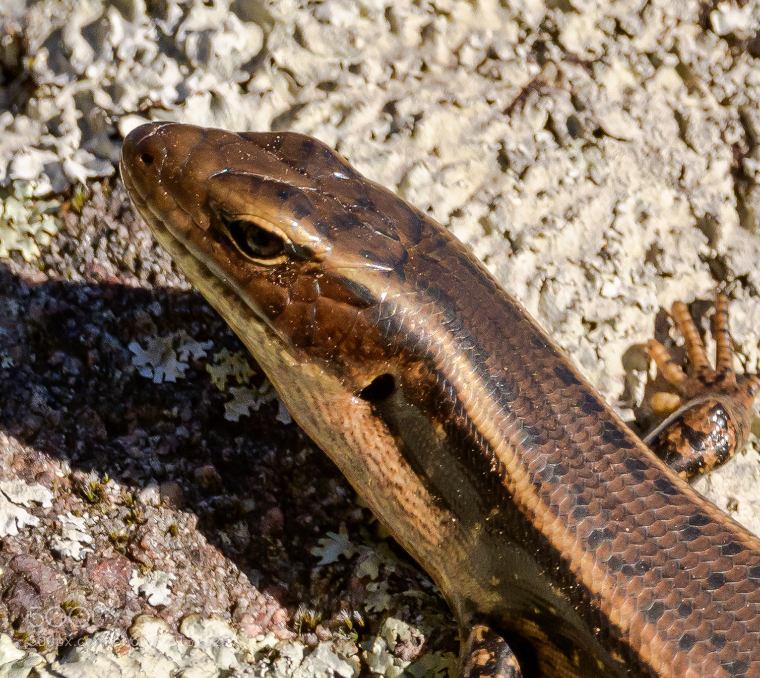 Nikon D7500 sample photo. Eastern water skink close photography