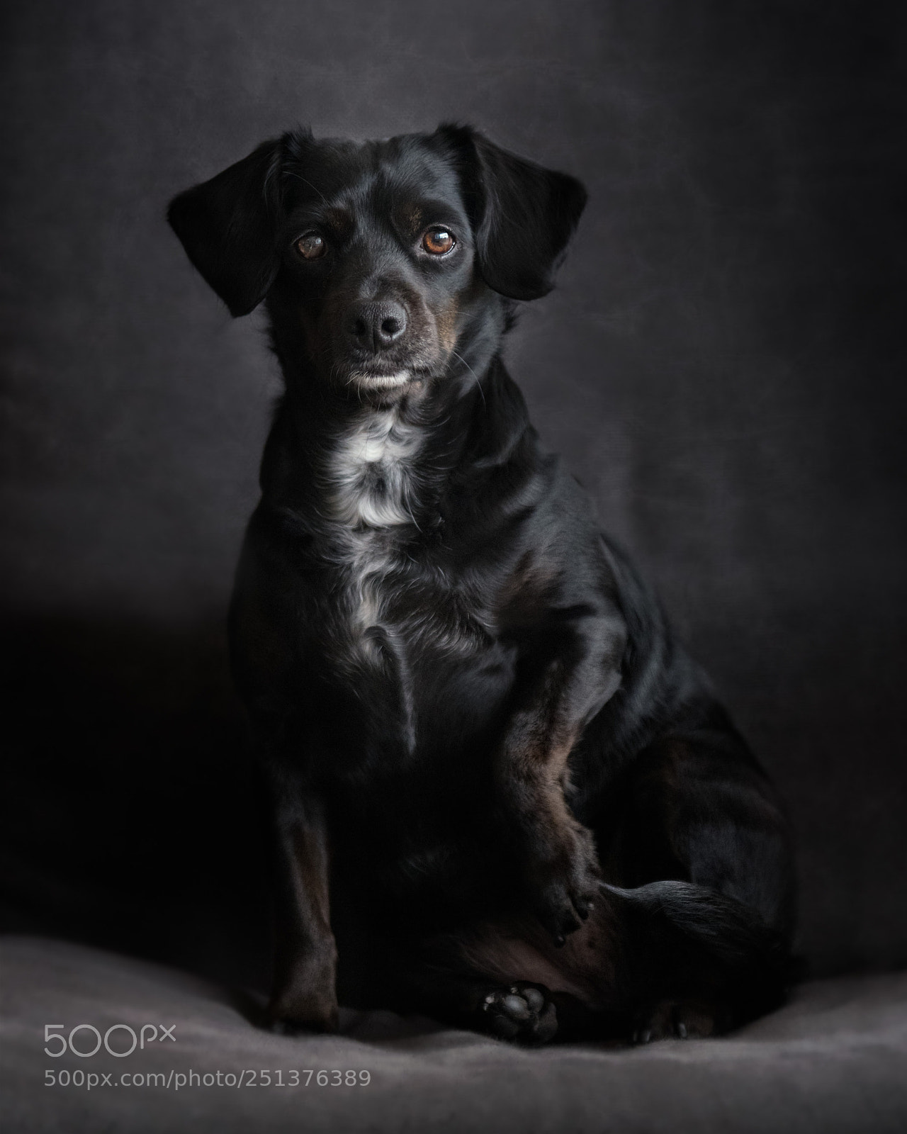 Nikon D850 sample photo. Zoey photography