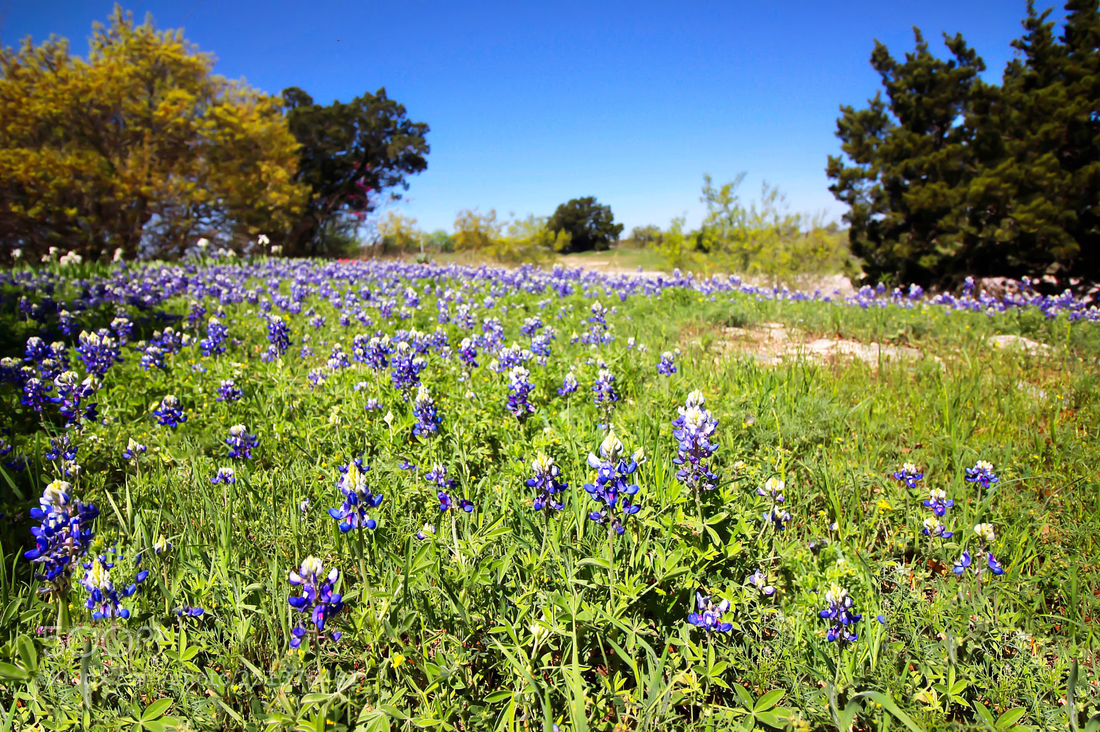 Canon EOS 100D (EOS Rebel SL1 / EOS Kiss X7) sample photo. Texas wildflowers series photography