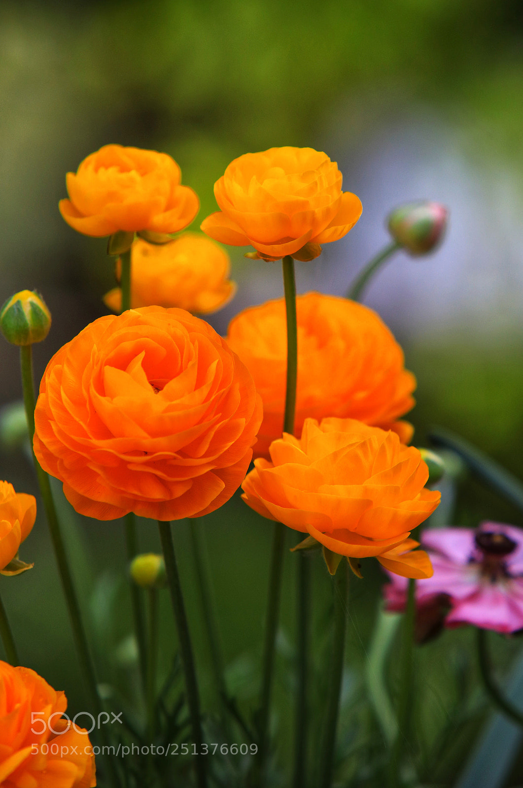 Canon EOS 5D Mark IV sample photo. The love of gardening photography