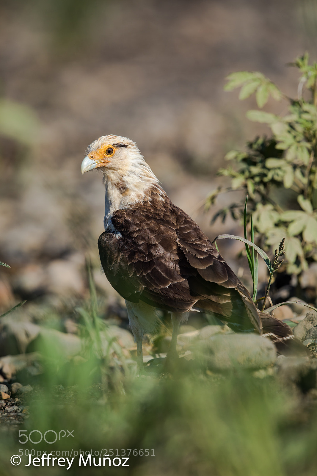 Canon EOS 5D Mark IV sample photo. Yellow-headed caracara (juvenile-last stage) photography