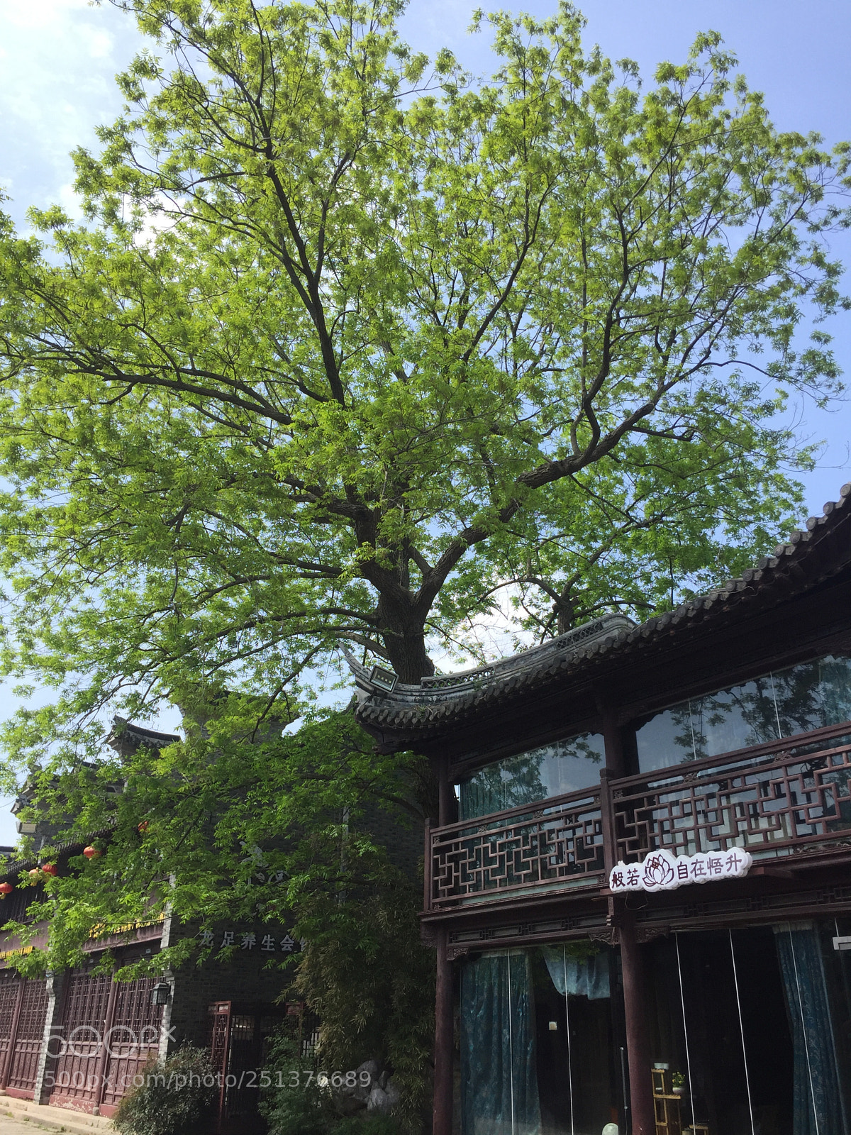 Apple iPhone 6 sample photo. Summer photography