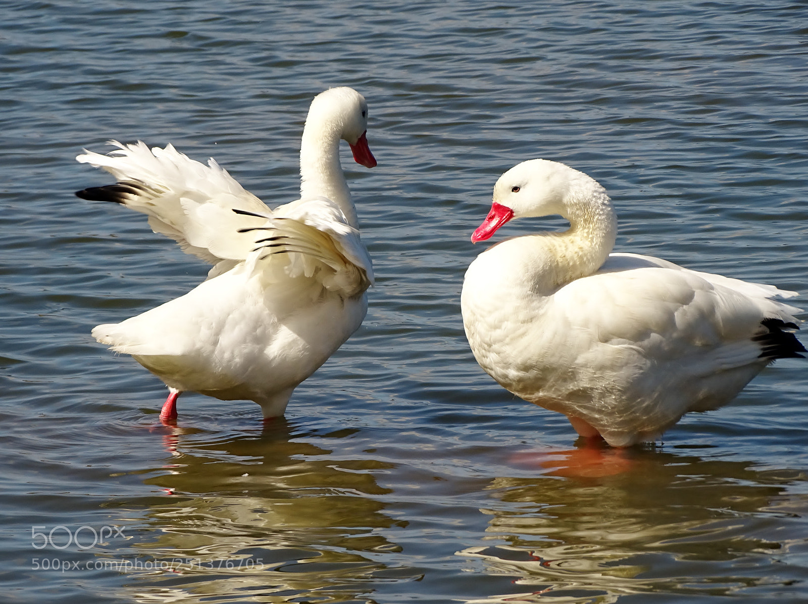 Sony Cyber-shot DSC-HX400V sample photo. Coscoroba swans photography