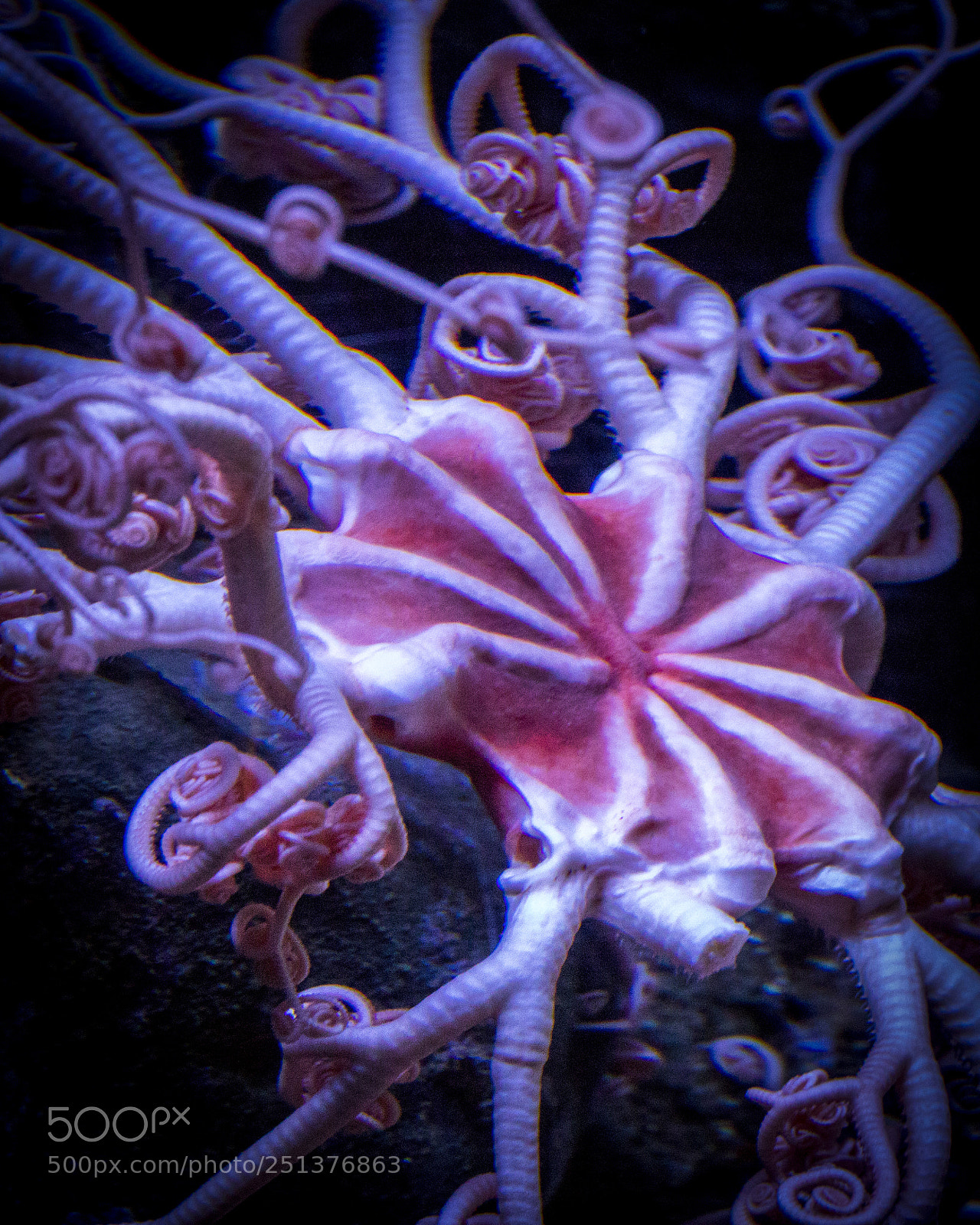 Canon EOS 5D Mark IV sample photo. Aquarium of the pacific photography