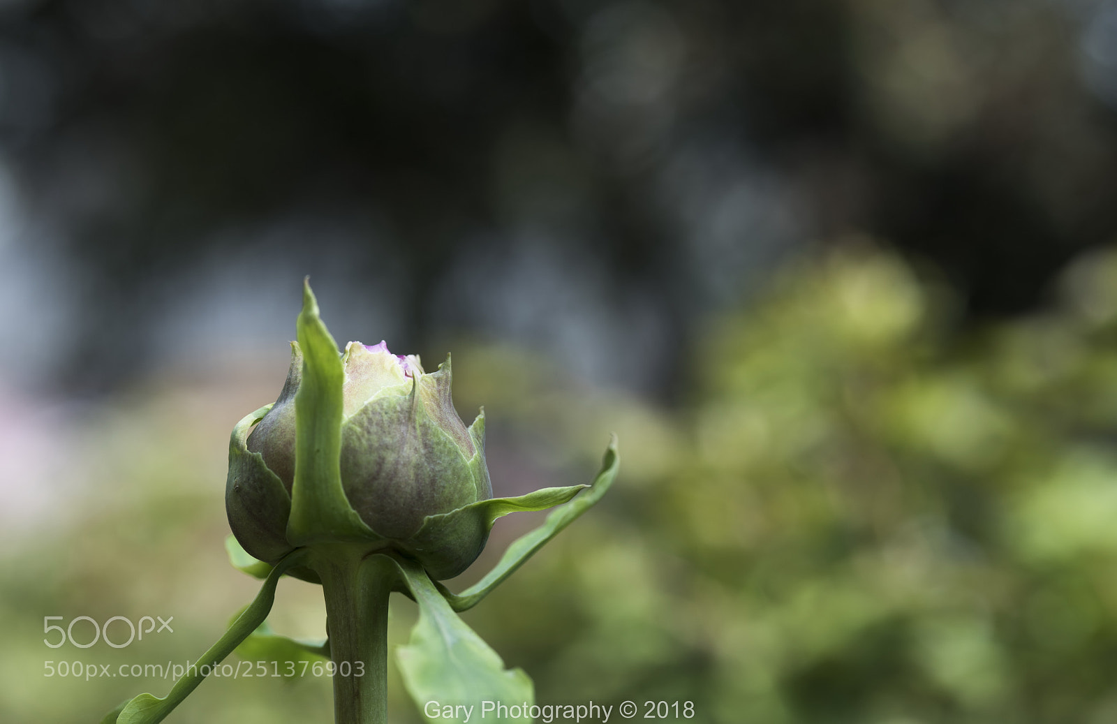 Nikon D810 sample photo. Hello spring 你好春天 photography