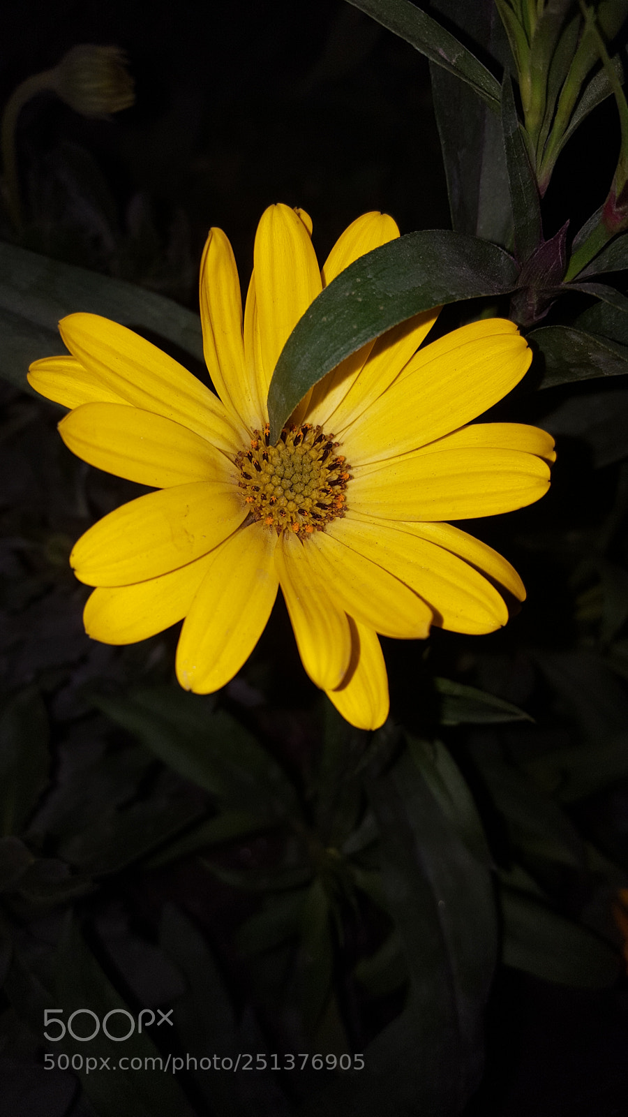 Samsung GALAXY S6 edge sample photo. Untitled photography