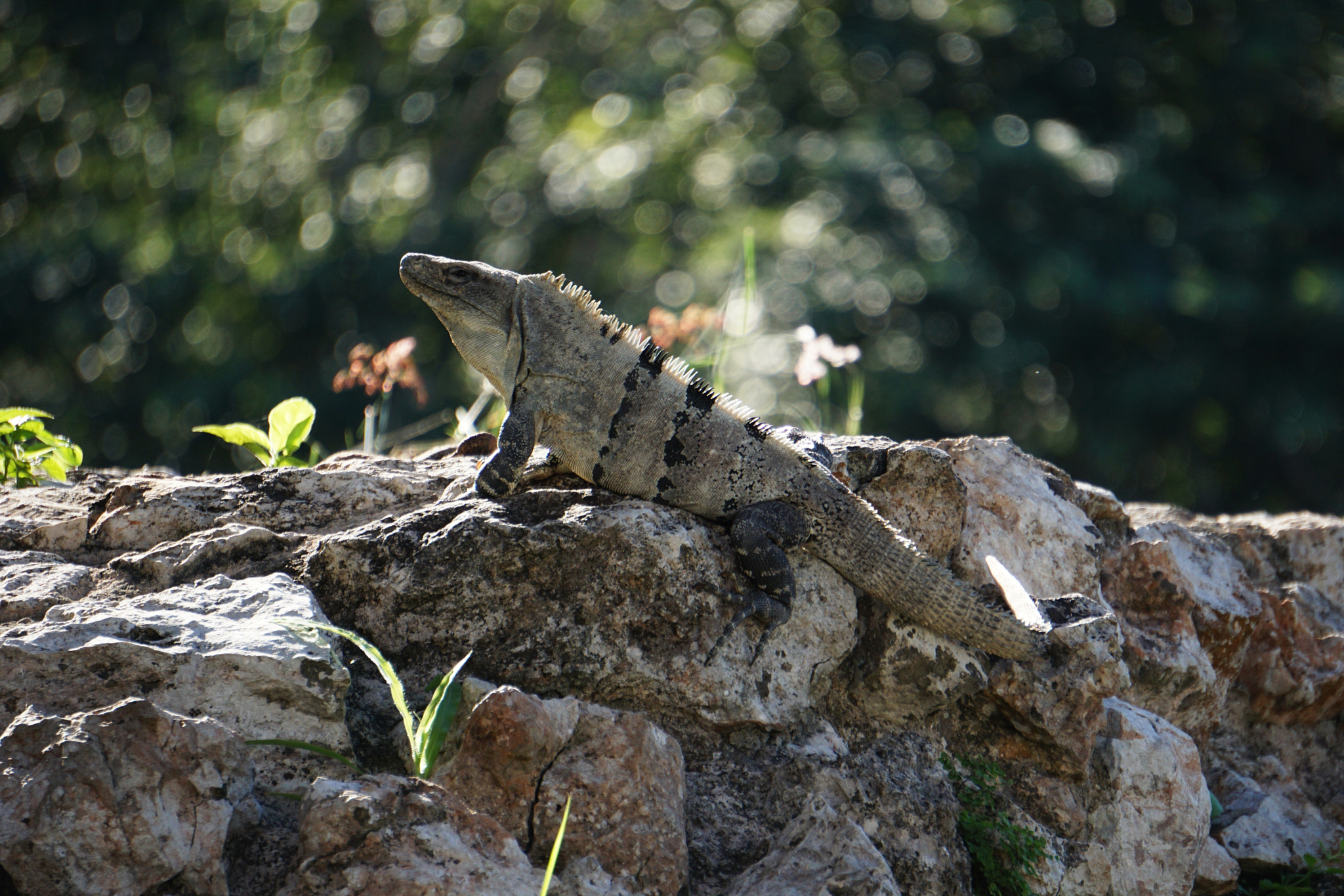 Sony E 55-210mm F4.5-6.3 OSS sample photo. Iguana 06 photography