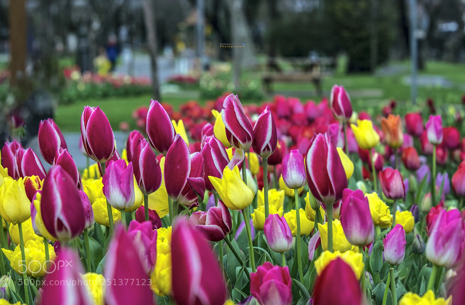 Pentax K-3 II sample photo. The gardens and tulips photography