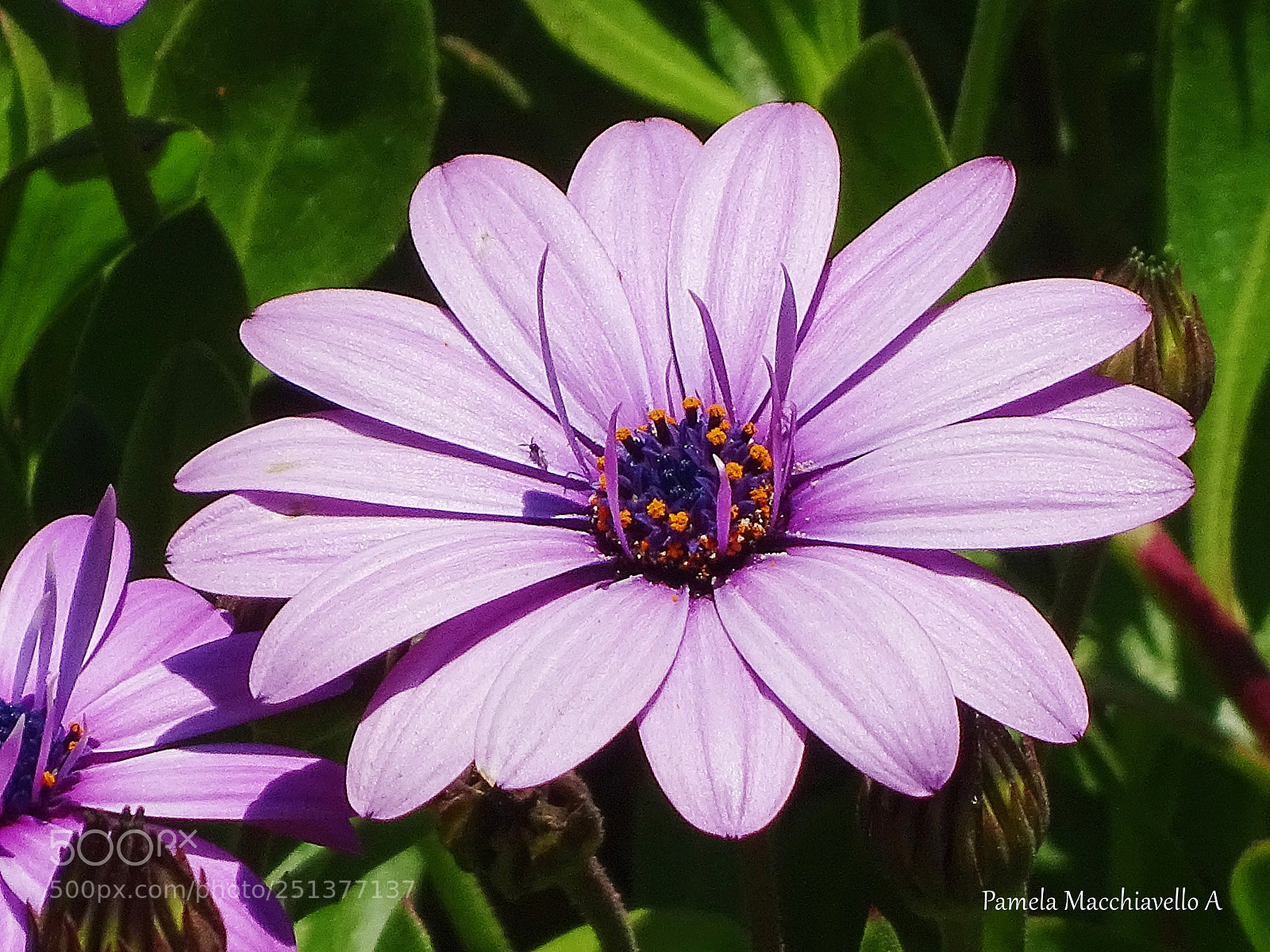 Sony Cyber-shot DSC-HX400V sample photo. Flower photography