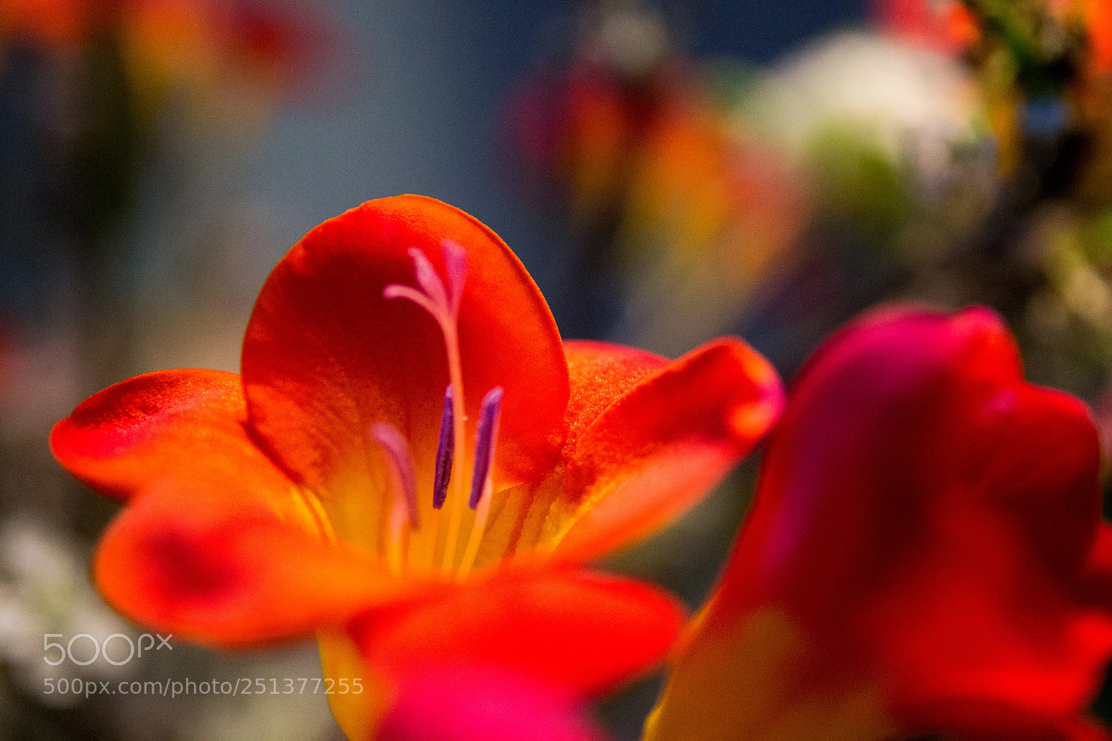 Nikon D3100 sample photo. Fiery flower photography