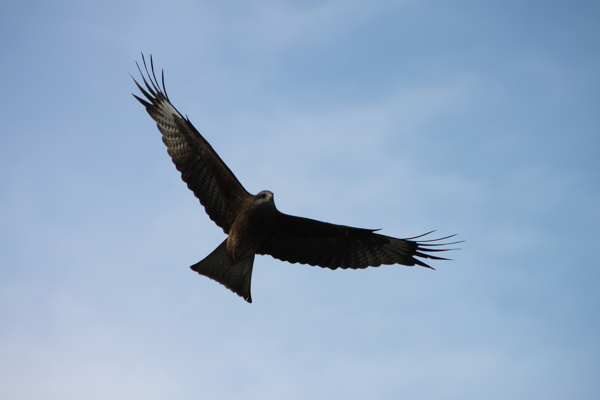 Canon EF 75-300mm f/4-5.6 sample photo. Img photography