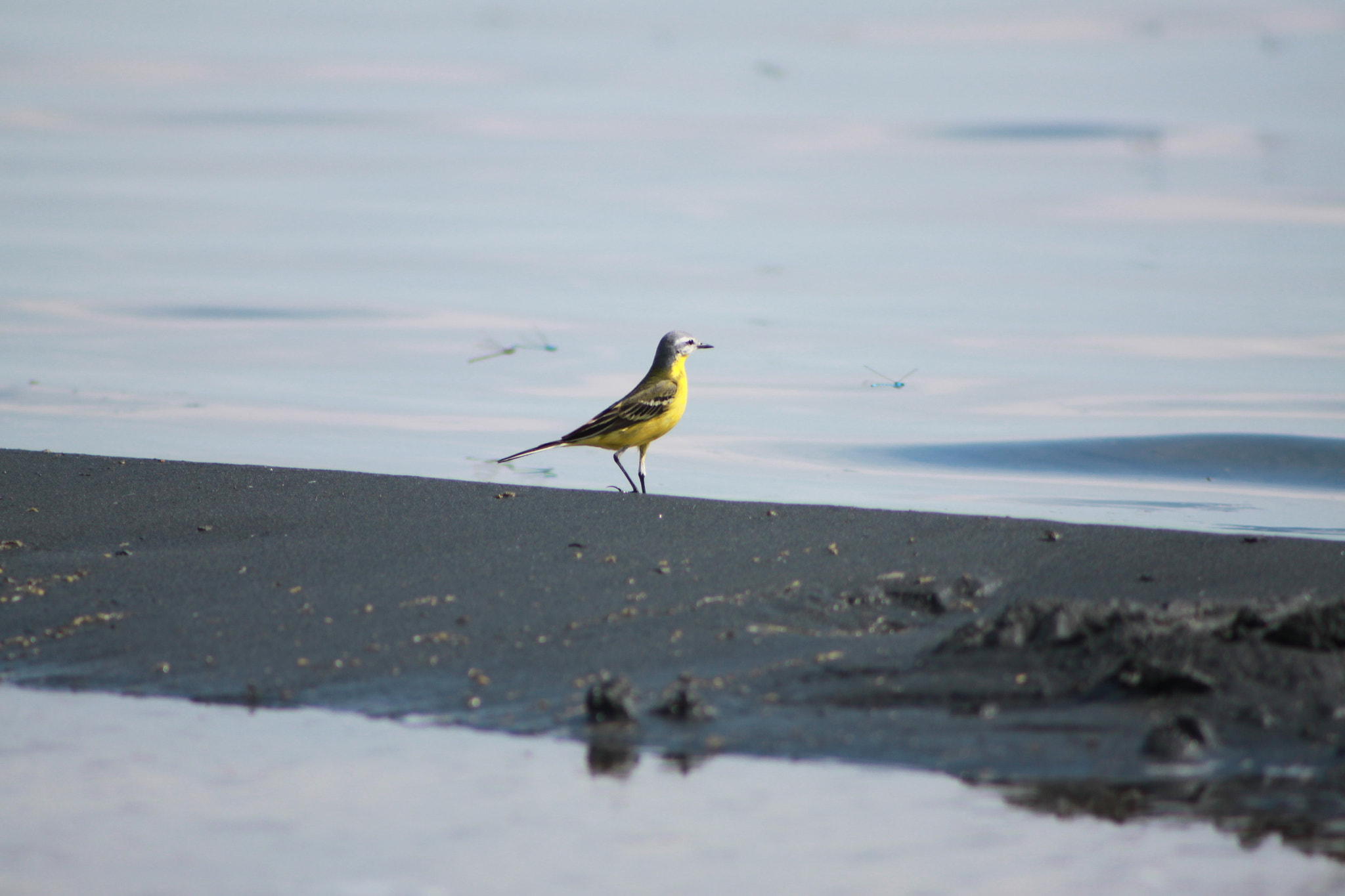 Canon EF 75-300mm f/4-5.6 sample photo. Img photography