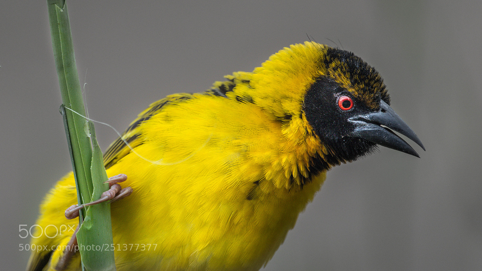 Pentax K-5 II sample photo. Weaver photography