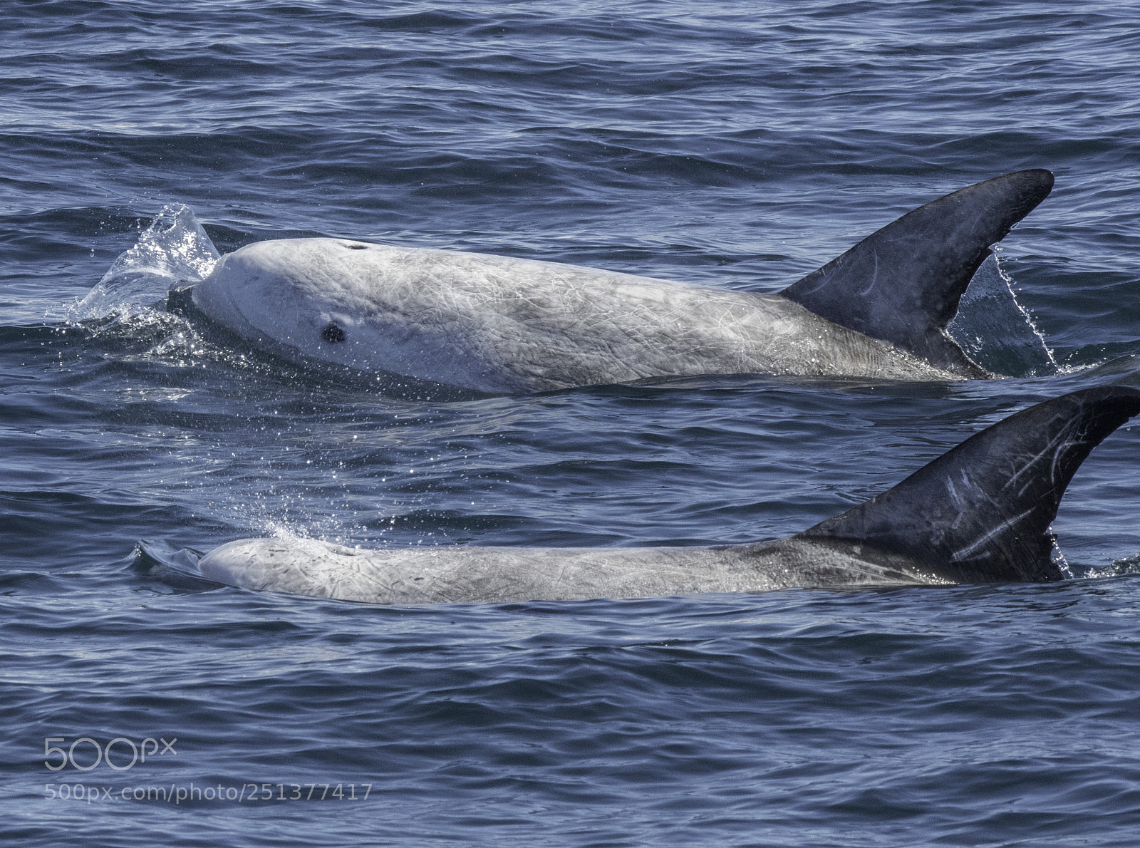 Nikon D500 sample photo. Two dolphins photography