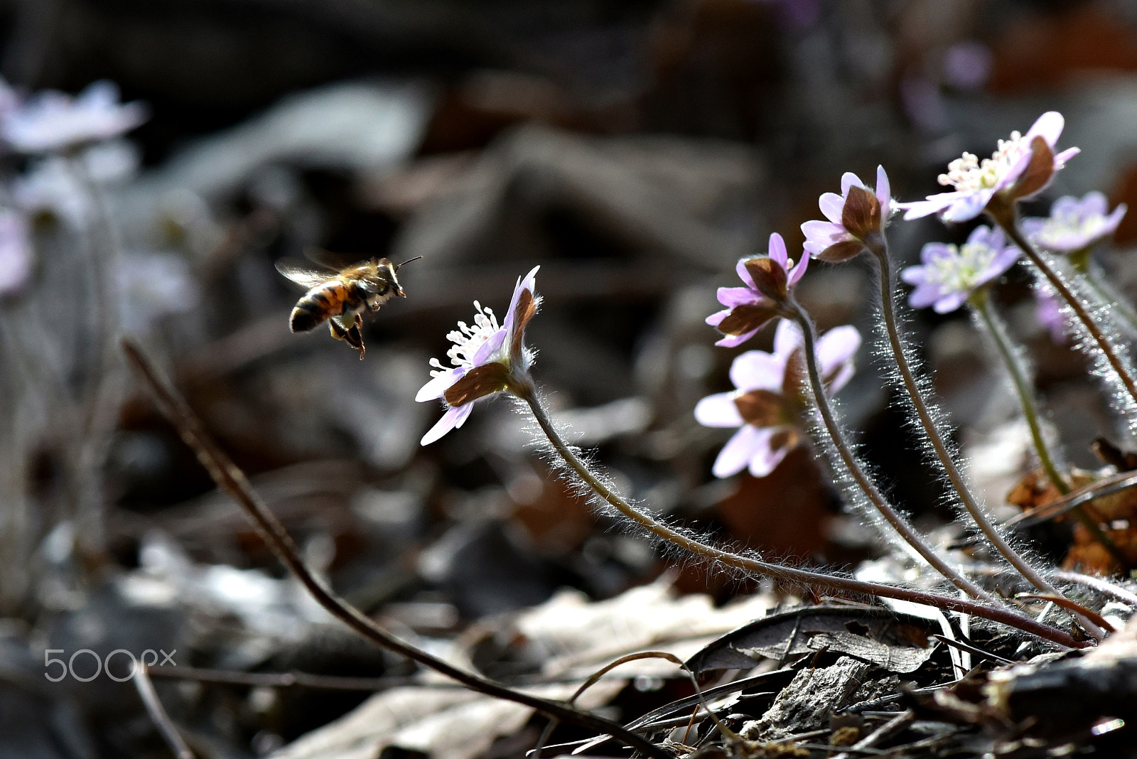 Nikon D810 + Nikon AF-S Micro-Nikkor 105mm F2.8G IF-ED VR sample photo. Wildflowers & bee photography