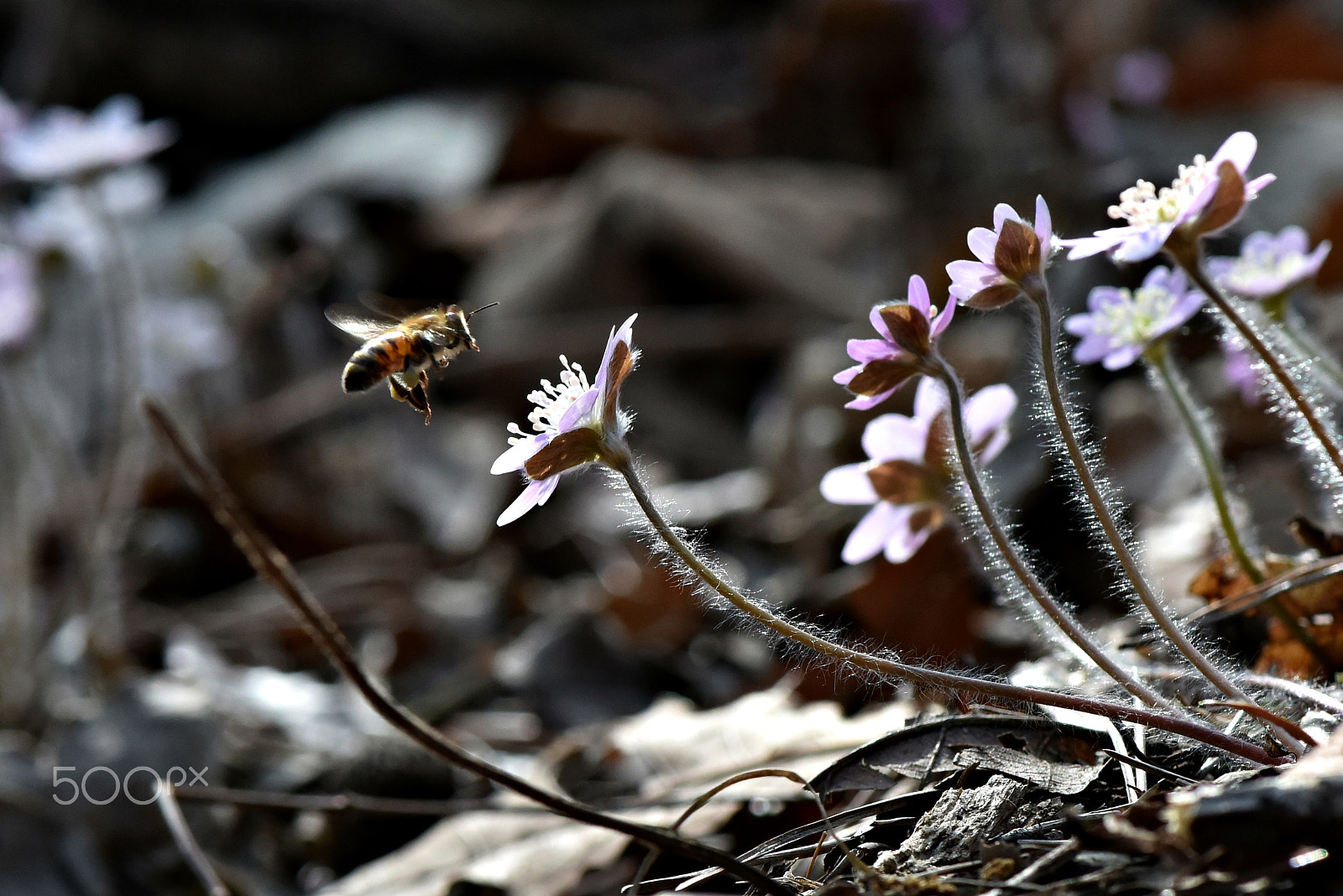 Nikon AF-S Micro-Nikkor 105mm F2.8G IF-ED VR sample photo. Wildflowers & bee photography