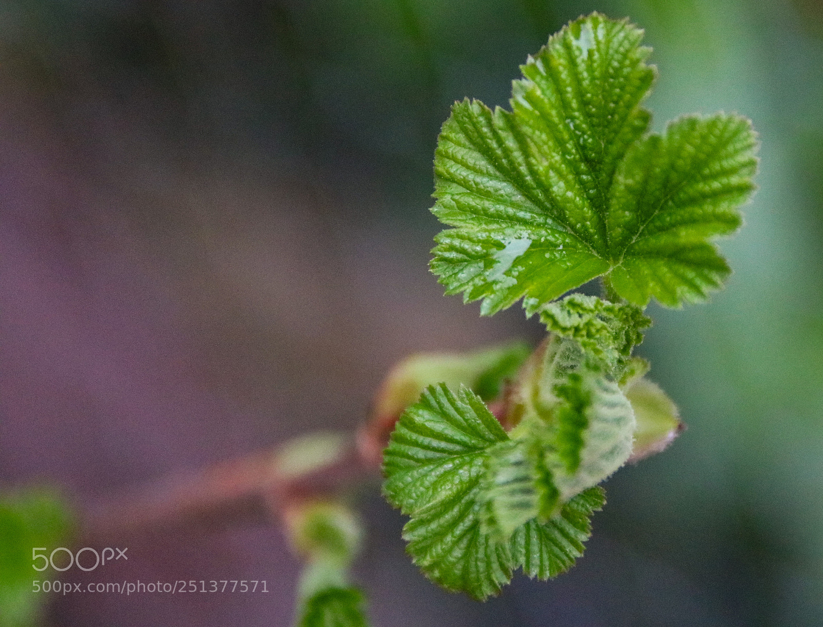 Canon EOS 750D (EOS Rebel T6i / EOS Kiss X8i) sample photo. Das blatt photography
