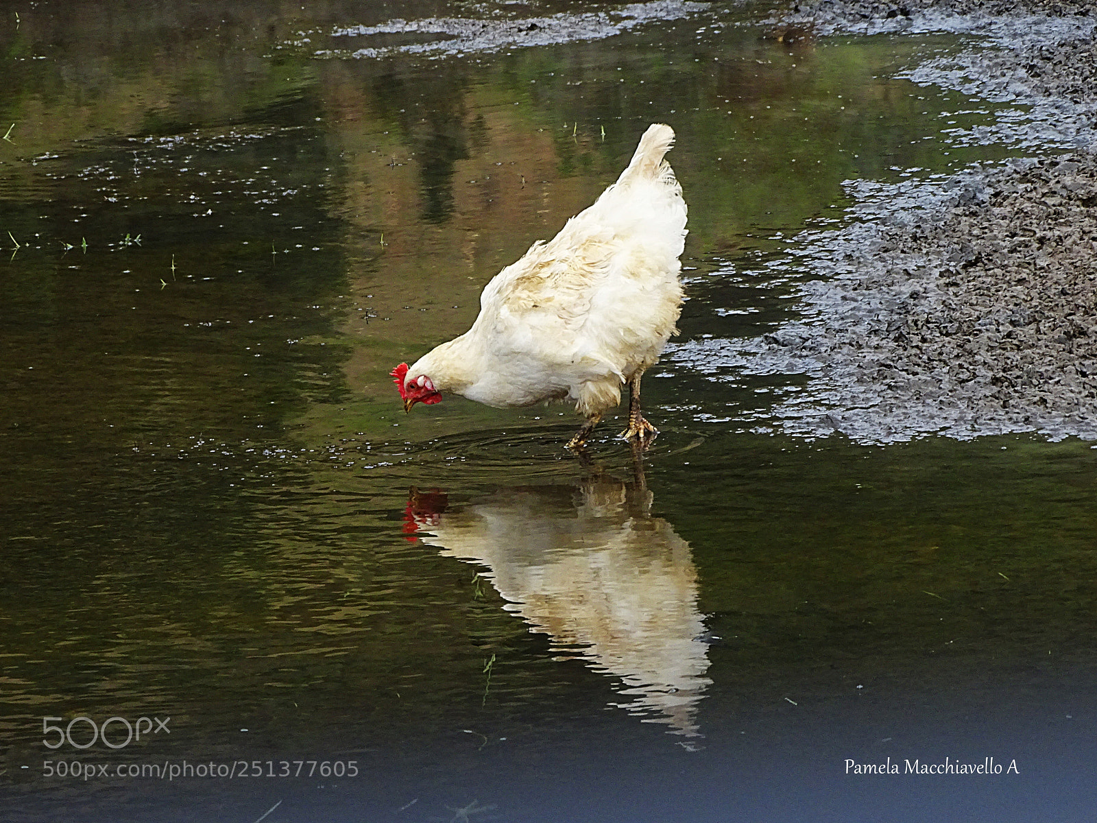 Sony Cyber-shot DSC-HX400V sample photo. Hen photography