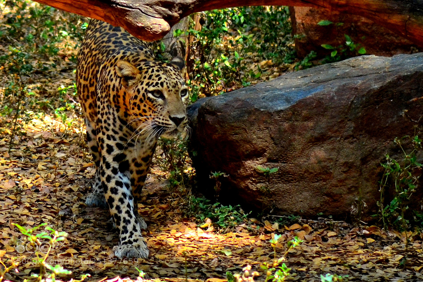 Nikon D3100 sample photo. Leopard photography