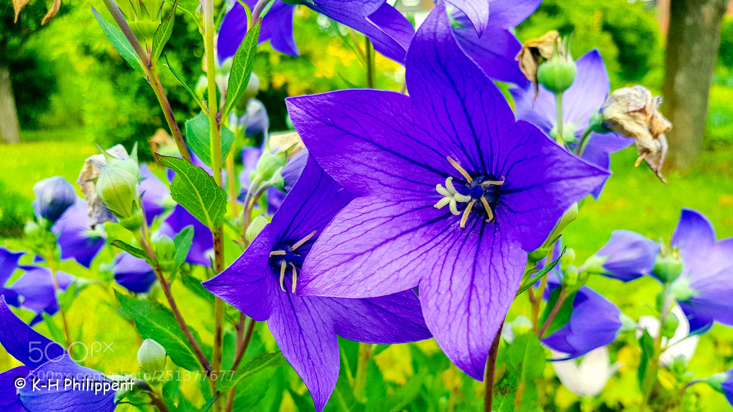 Samsung Galaxy S8 sample photo. Alloon flowers die ballonblume photography