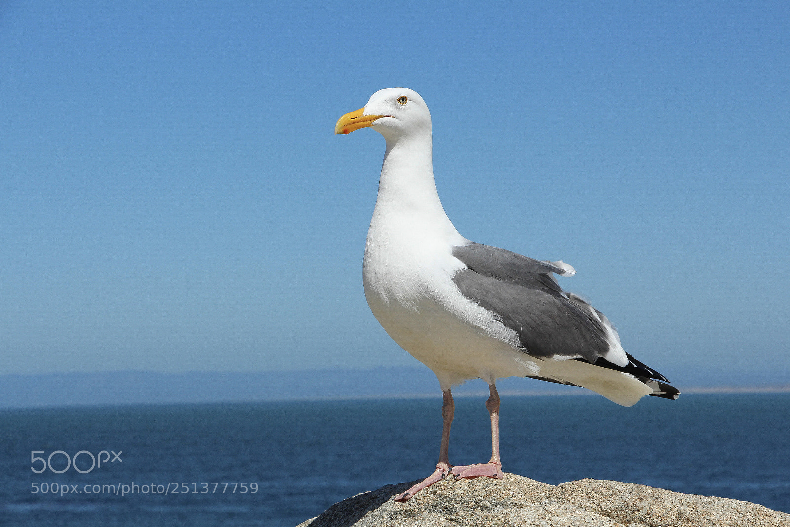 Canon EOS 700D (EOS Rebel T5i / EOS Kiss X7i) sample photo. Seagull photography