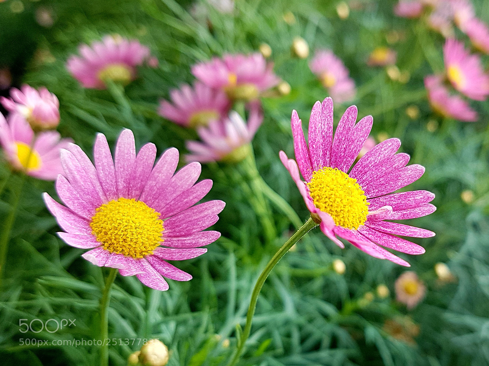 Samsung Galaxy S7 Edge sample photo. Untitled photography