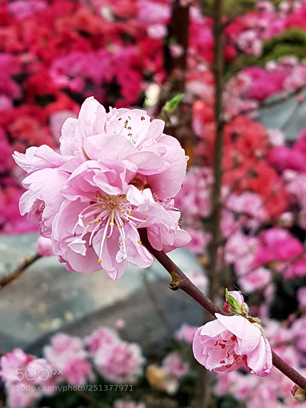 Samsung Galaxy S7 Edge sample photo. Colour of spring photography