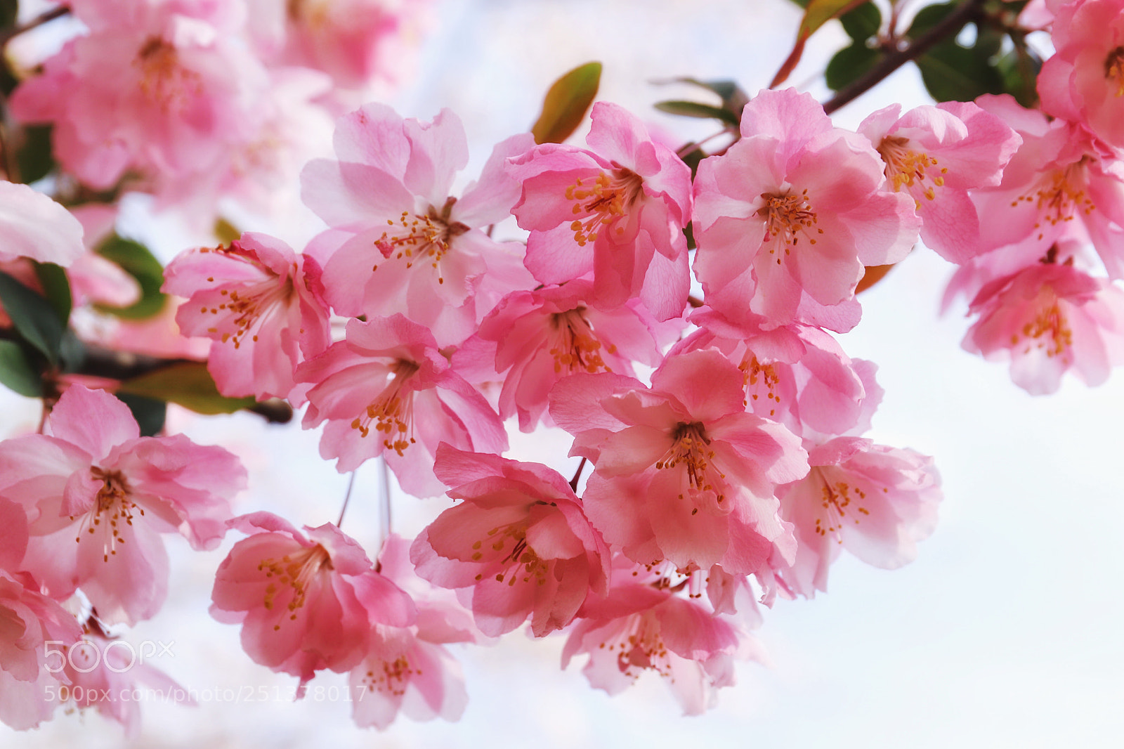 Canon EOS 6D Mark II sample photo. 樱花 photography