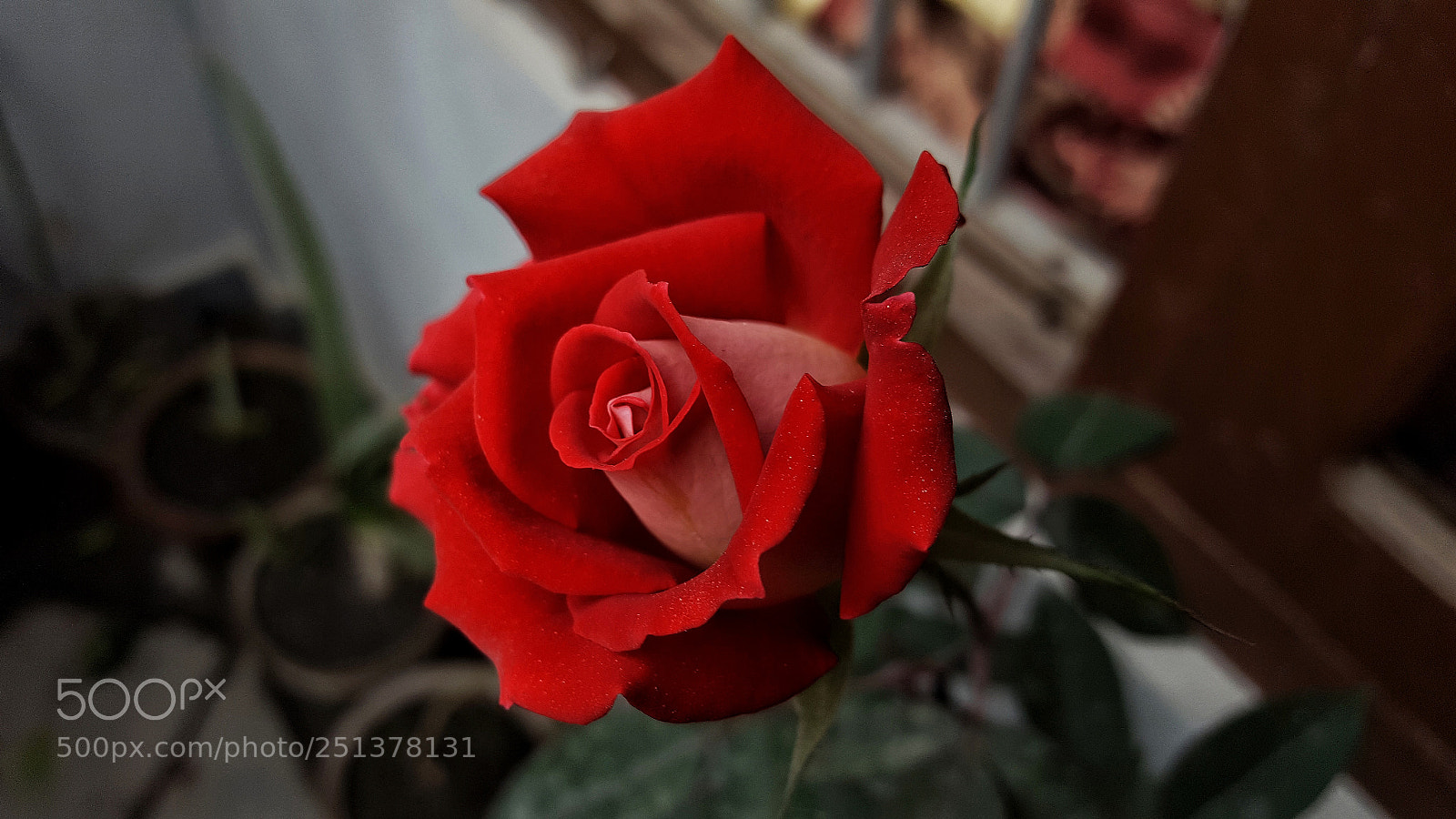Samsung GALAXY S6 edge sample photo. Untitled photography