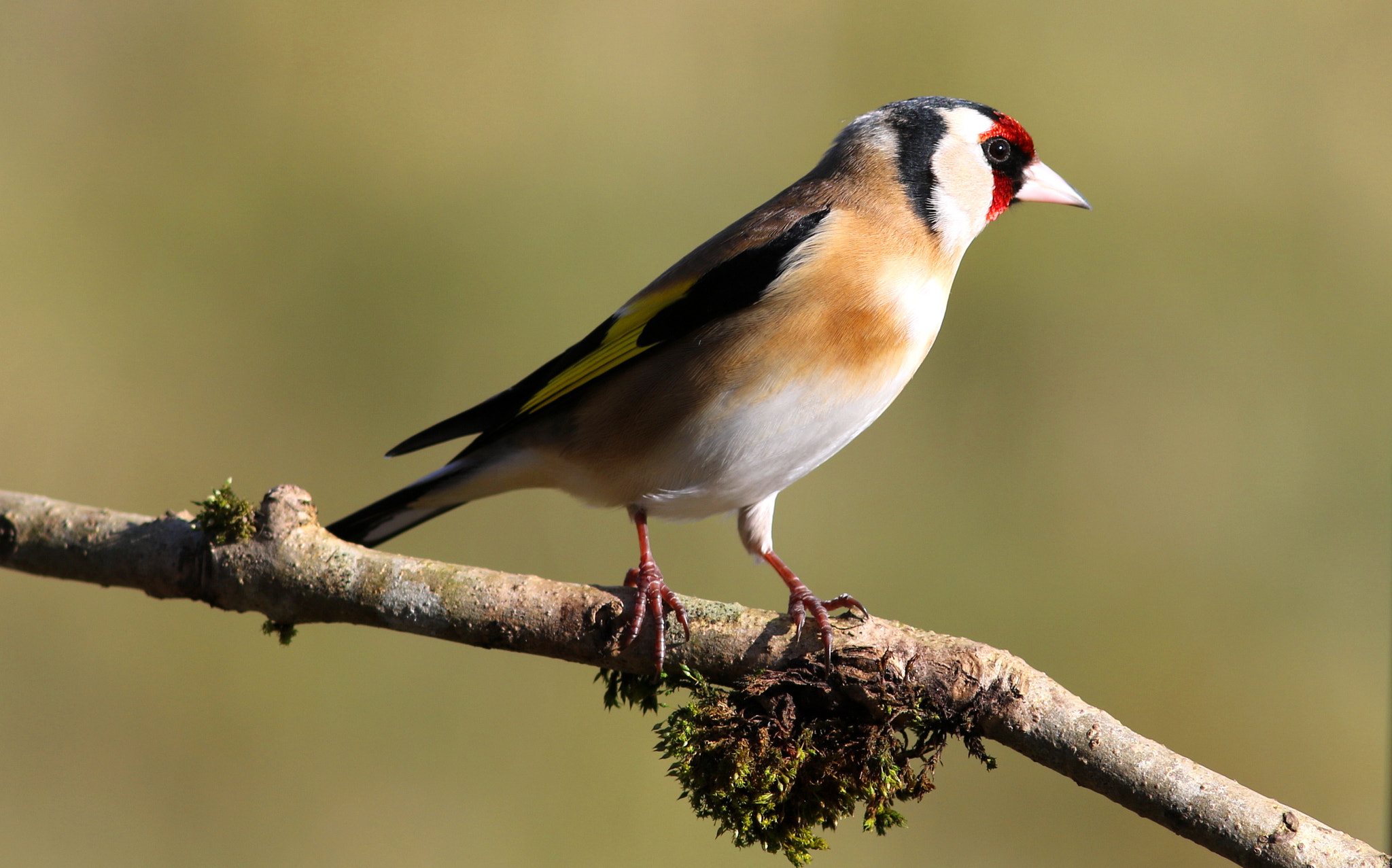 Canon EF 300mm F4L IS USM sample photo. Gold finch photography