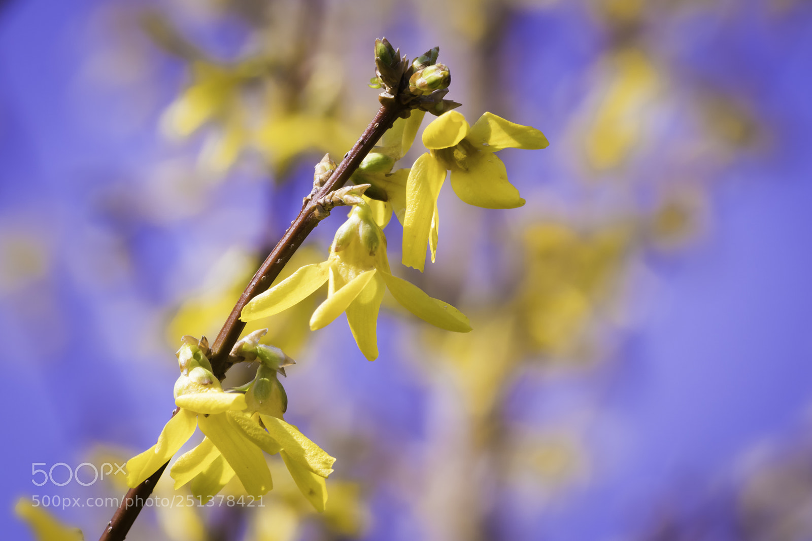 Canon EOS 77D (EOS 9000D / EOS 770D) sample photo. Springtime (2) photography
