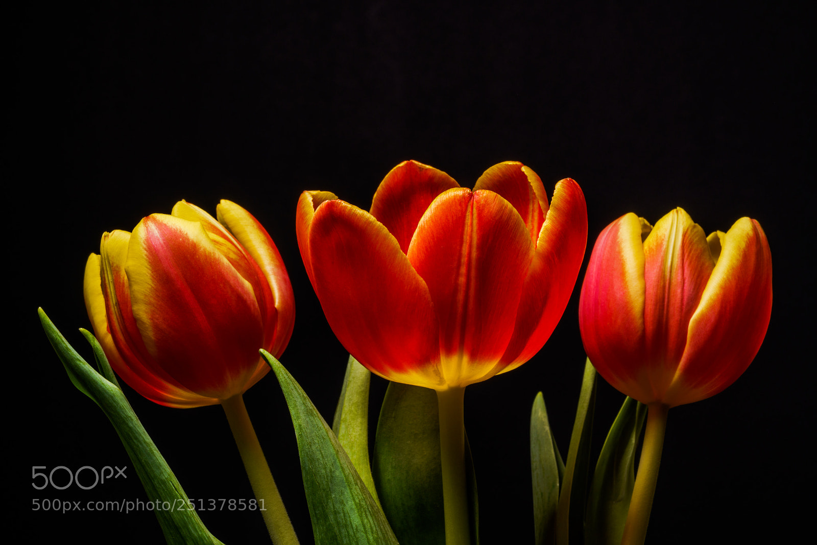 Sony a7R II sample photo. Tulip photography