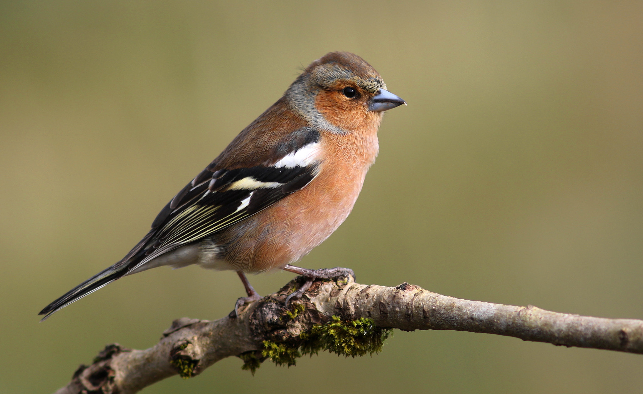 Canon EF 300mm F4L IS USM sample photo. Male chaffinch photography
