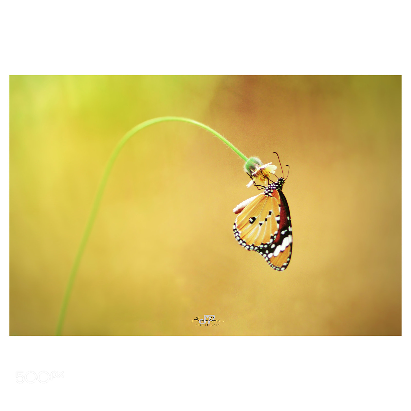 Nikon D3200 sample photo. Butterfly photography