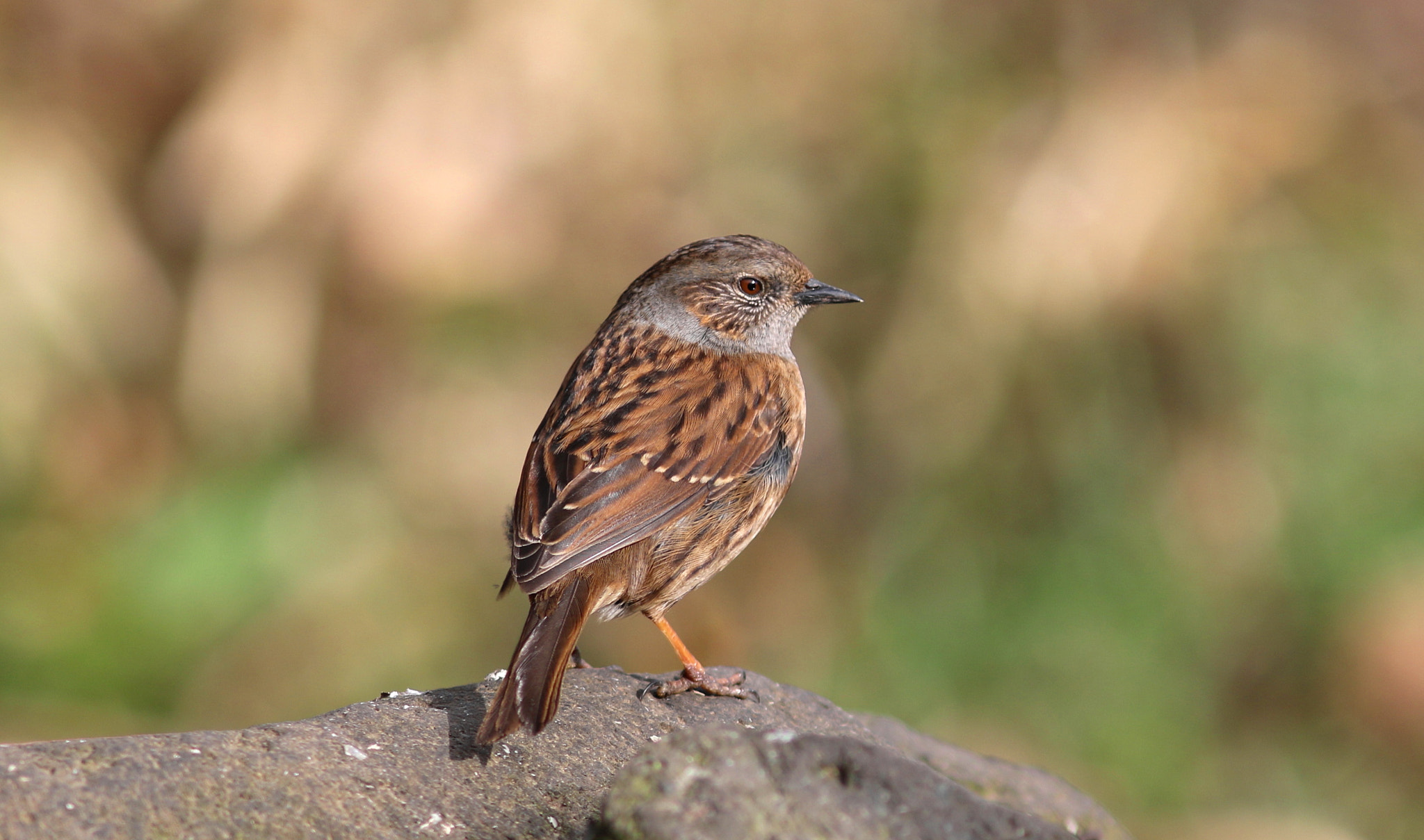 Canon EF 300mm F4L IS USM sample photo. Dunnock photography