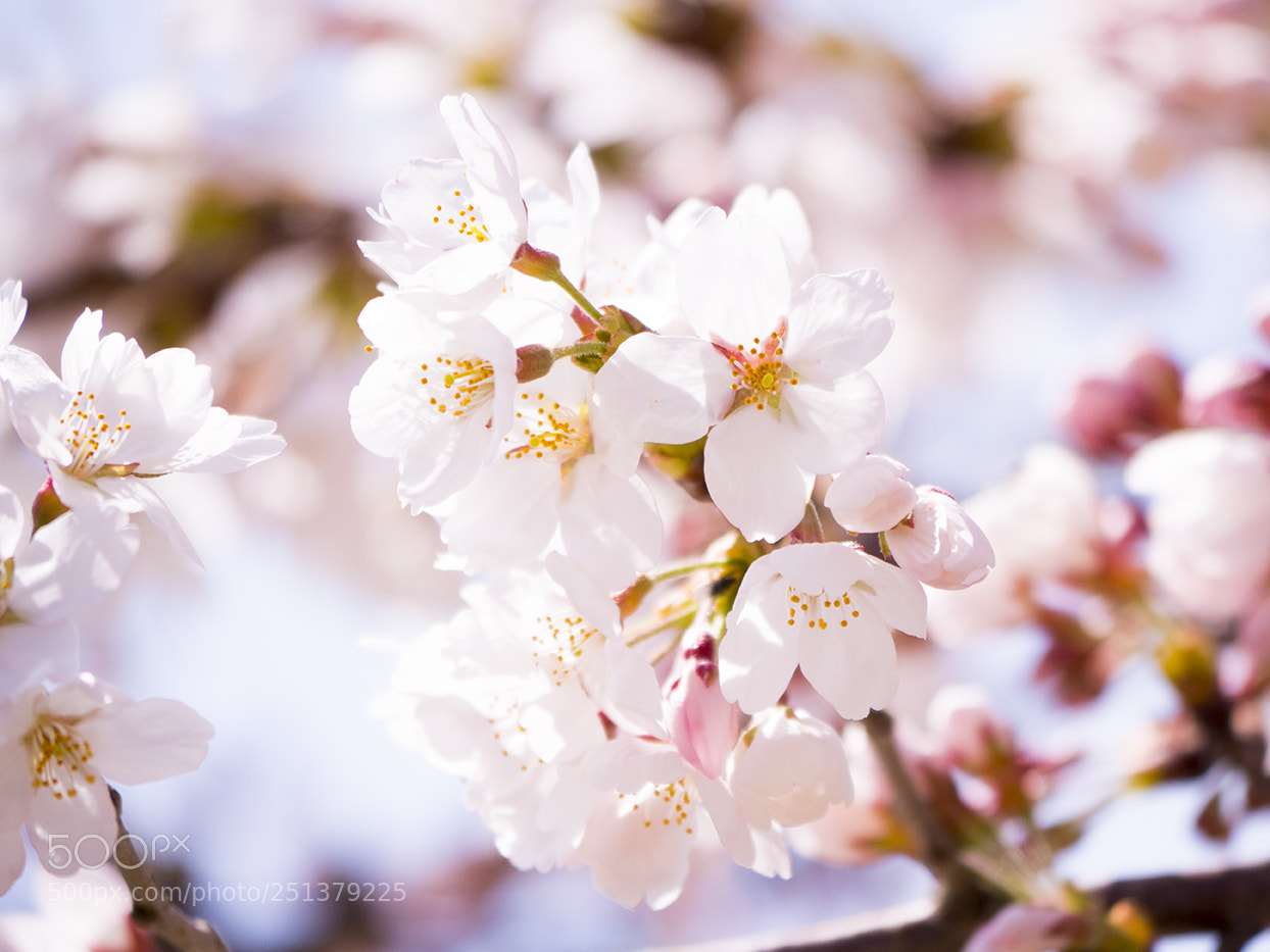 Olympus OM-D E-M1 Mark II sample photo. Cherry blossoms photography