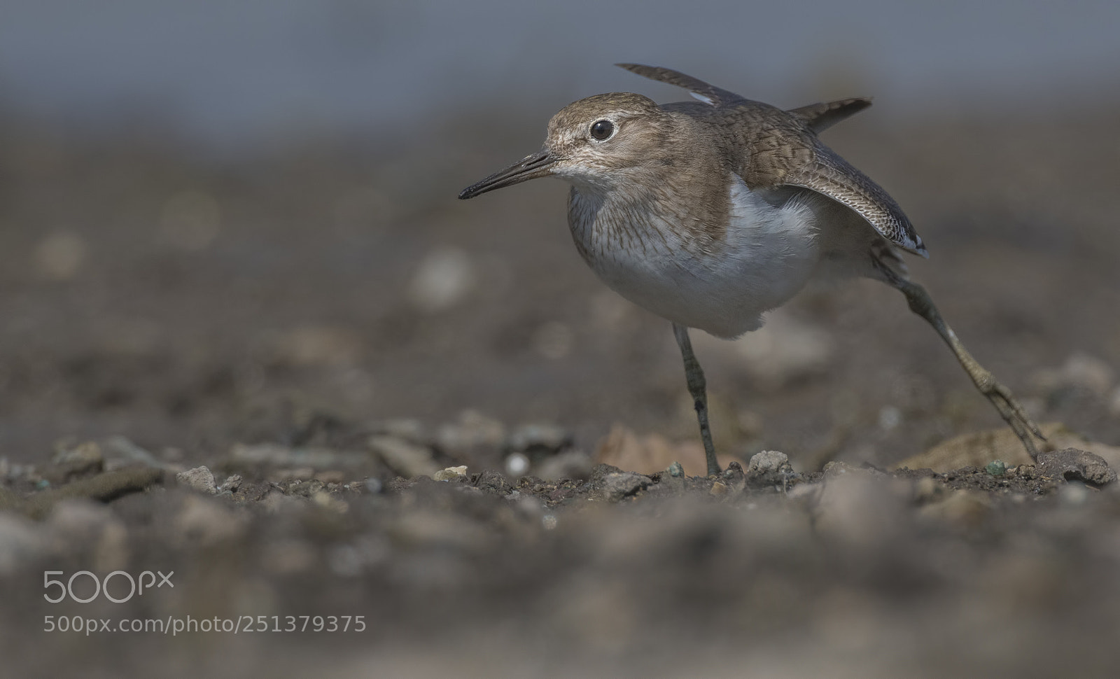 Nikon D500 sample photo. Common sandpiper photography